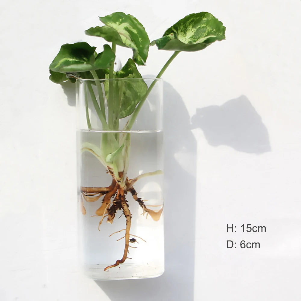Wall Hanging Glass Terrarium — Borosilicate Hydroponic Vase