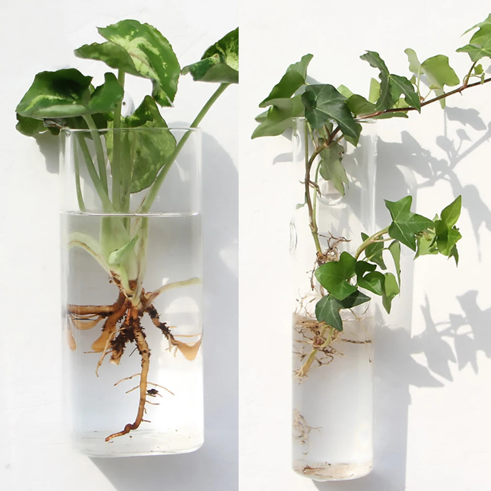 Wall Hanging Glass Terrarium — Borosilicate Hydroponic Vase